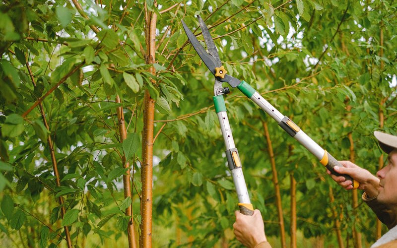 Tree trimming in Ihlen, MN